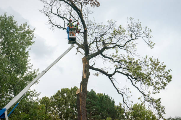 Trusted Oriole Beach, FL Tree Care Services Experts