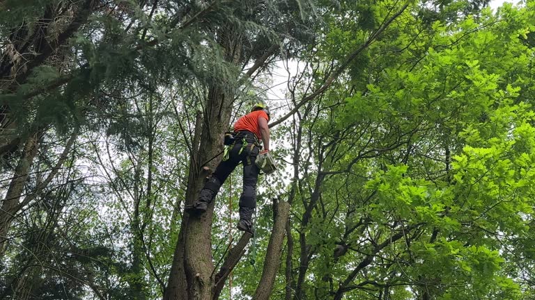 How Our Tree Care Process Works  in  Oriole Beach, FL